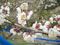 南高梅開花(2月25日)