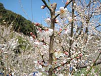 南高梅満開(3月3日)