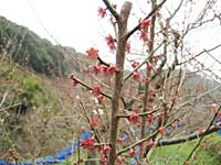花びらが散りました(3月18日)