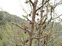 南高梅満開(3月3日)