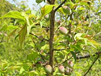 花びらが散りました(3月18日)