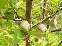 南高梅満開(3月3日)