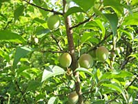 南高梅(5月3日)
