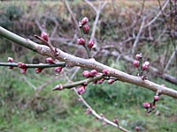 南高梅のつぼみ(1月17日)