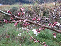 南高梅開花(2月23日)