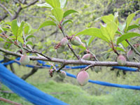 南高梅(4月13日)
