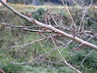 南高梅のつぼみ(12月19日)