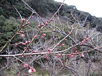 南高梅のつぼみ(1月22日)
