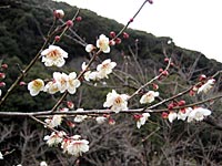 南高梅満開(2月22日)