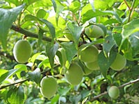 南高梅(4月25日)