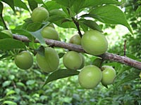 小梅の収穫(6月1日)