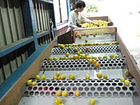 選別、洗浄、選果風景