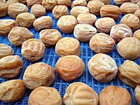 天日干し終了