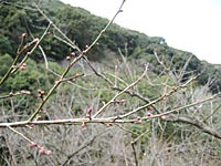 南高梅のつぼみ(12月25日)