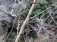 南高梅のつぼみ(1月26日)