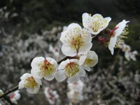 南高梅満開(2月26日)