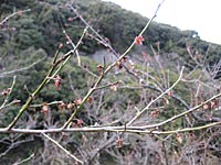 南高梅の赤ちゃん(3月22日)