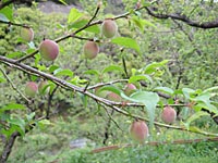 南高梅(4月18日)