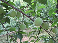 南高梅(5月27日)