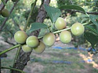 小梅の収穫(6月1日)