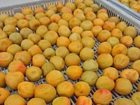 梅干し開始(7月20日)