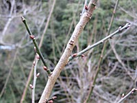 南高梅のつぼみ(12月26日)