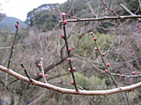 南高梅のつぼみ(1月26日)