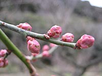 つぼみのアップ