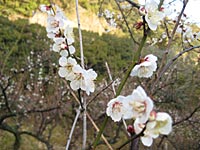 南高梅開花(2月28日)