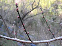 南高梅のつぼみ(12月28日)