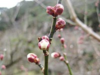 南高梅のつぼみ(1月28日)