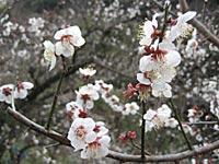 南高梅満開(2月25日)