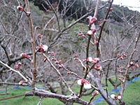 南高梅のつぼみ(1月29日)