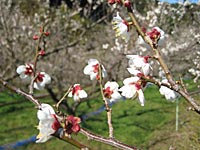 南高梅満開(2月13日)