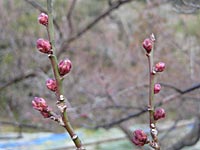 南高梅のつぼみ(1月28日)