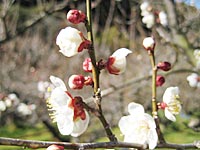 南高梅開花(2月28日)