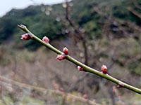 南高梅のつぼみ(1月27日)