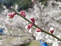 南高梅のつぼみ(6月26日)
