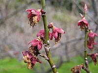 花が散りました(3月23日)