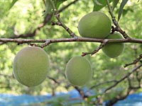 南高梅の実(4月28日)