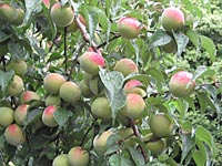 たわわに実る南高梅(6月25日)