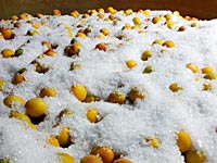 漬け込み作業