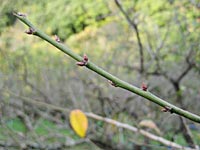 南高梅のつぼみ(11月30日)