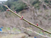 南高梅のつぼみ(12月28日)