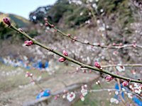 南高梅のつぼみ(1月27日)