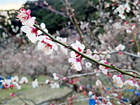 南高梅満開(2月17日)
