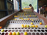 漬け込み作業