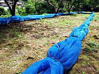 南高梅の収穫作業終了
