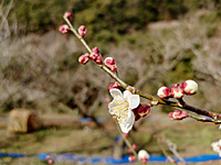 �썂�~�J�ԁi2��11���j