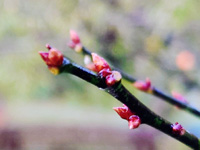 アップにすると